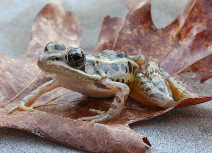 Pickerel Frog